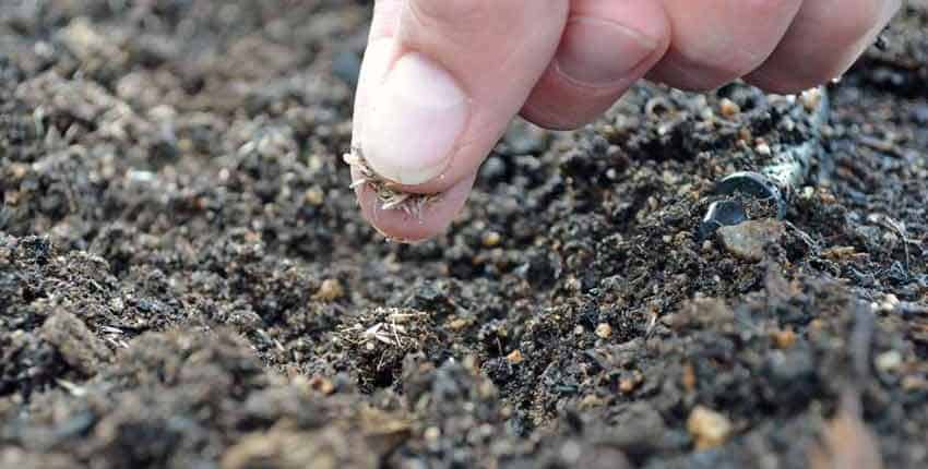 A person is touching the dirt with their finger.