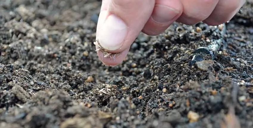 A person is touching the dirt with their finger.