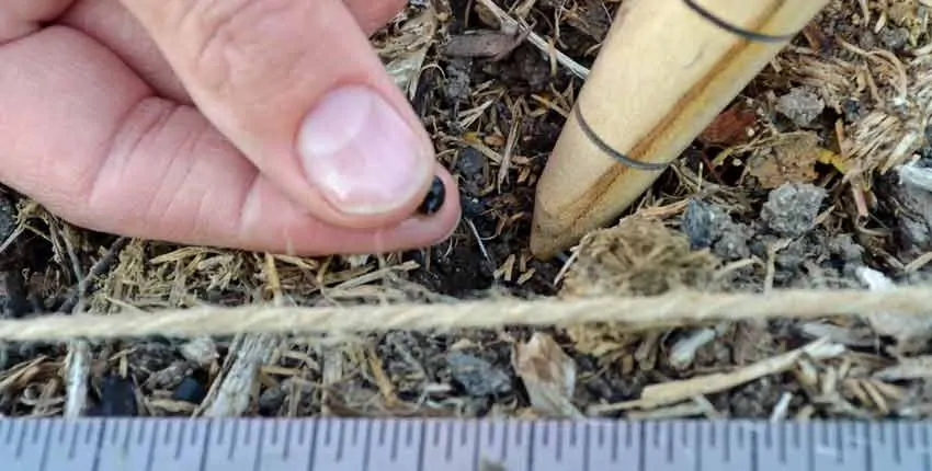 A person holding a pencil in their hand.