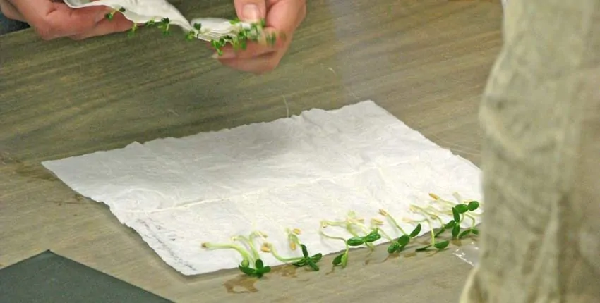 A person is cutting up some green beans.