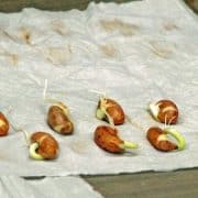 Seed Germination at Seed Savers Exchange