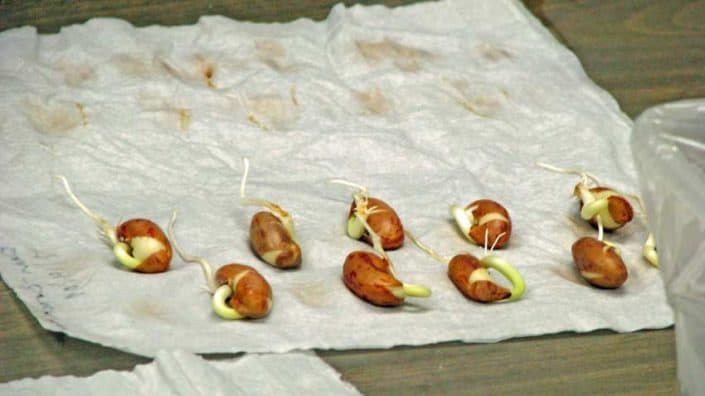 Seed Germination at Seed Savers Exchange