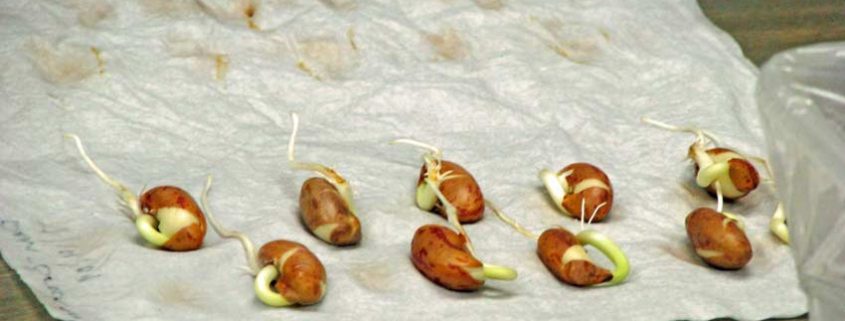 Seed Germination at Seed Savers Exchange