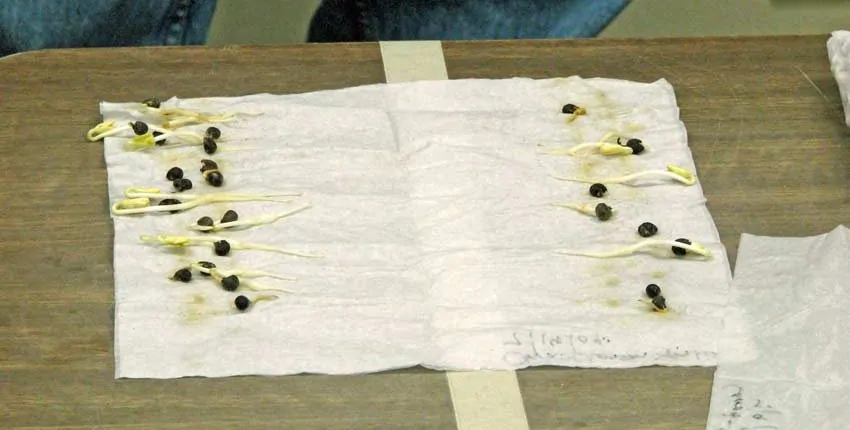 A table with a white cloth and some black pins