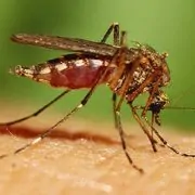 A close up of an insect on the ground