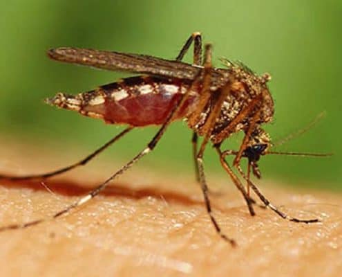 A close up of an insect on the ground