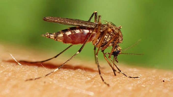 A close up of an insect on the ground