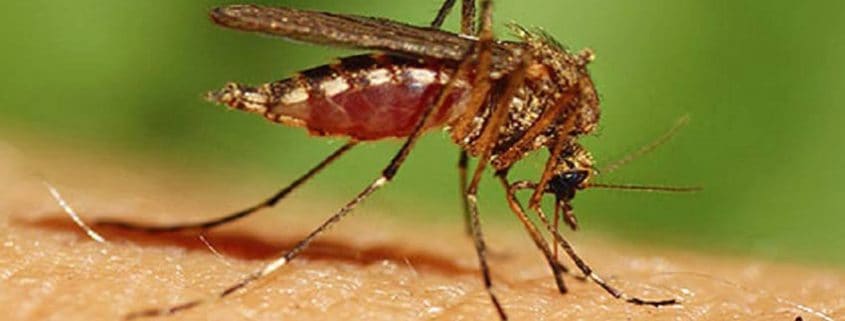 A close up of an insect on the ground