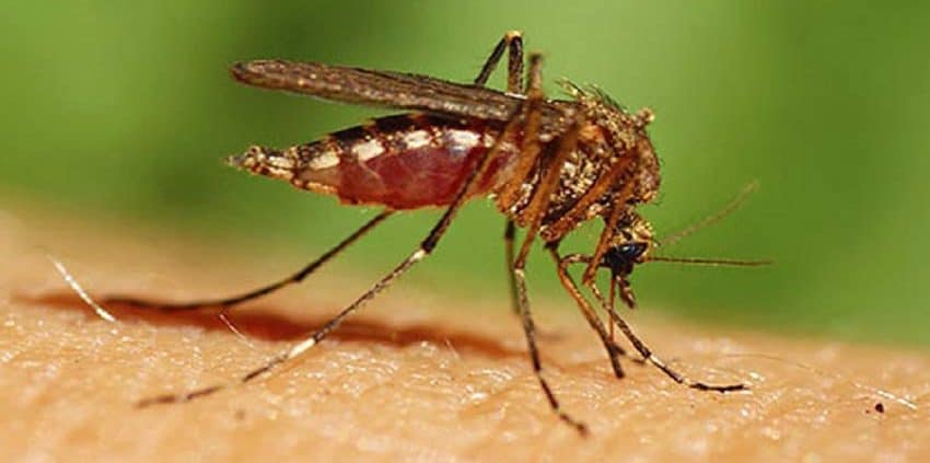 A close up of an insect on the ground