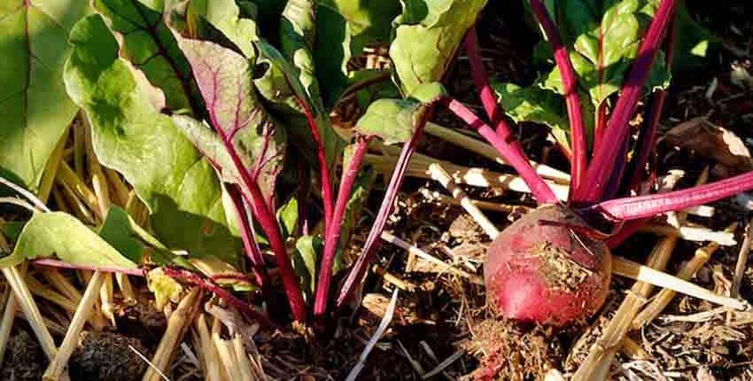 A beet is growing in the dirt.