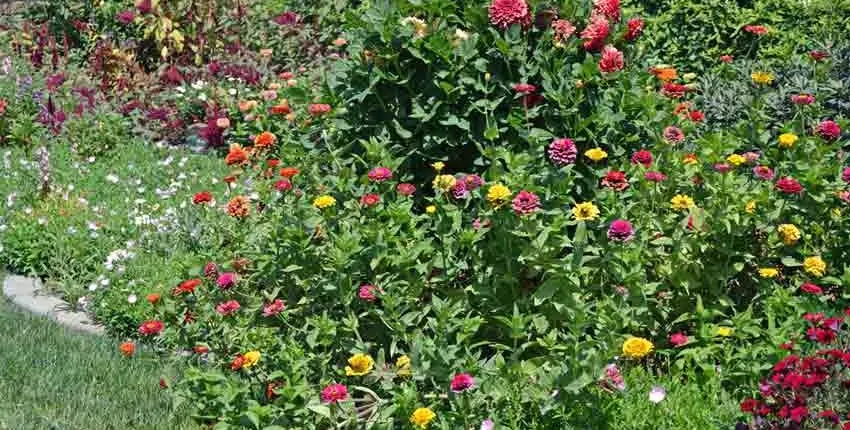 A field of flowers with many different colors.