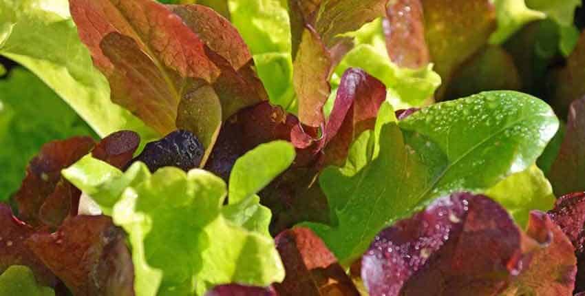 A close up of some green and red leaves