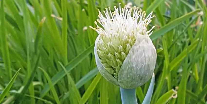A close up of the flower bud of an onion.