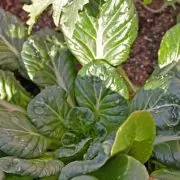 A close up of some green leaves on the ground