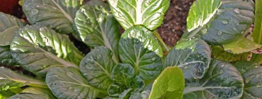A close up of some green leaves on the ground