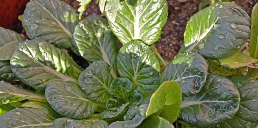 A close up of some green leaves on the ground