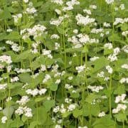 A field of white flowers with green leaves.