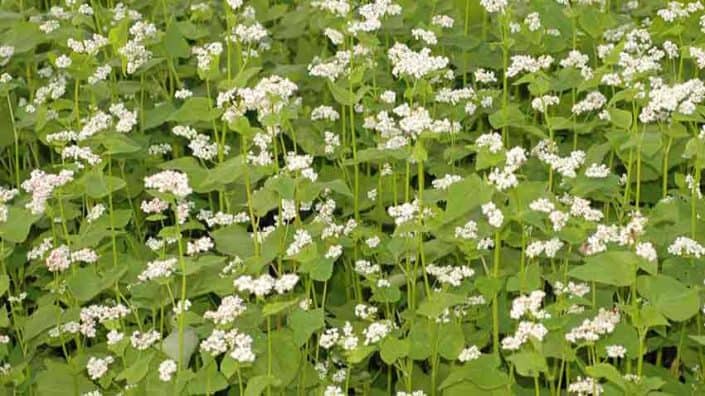 A field of white flowers with green leaves.