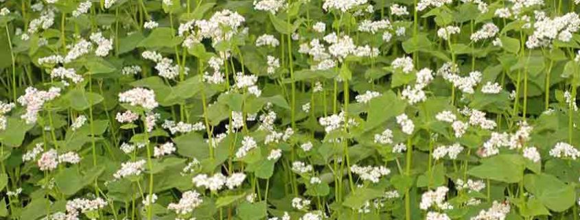 A field of white flowers with green leaves.