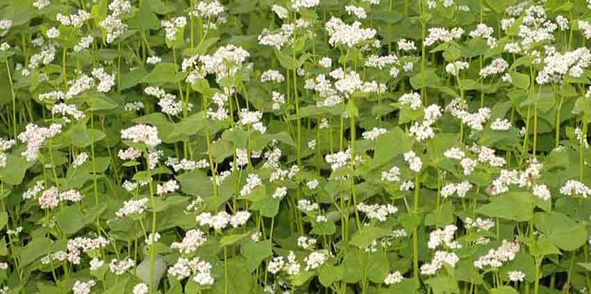 A field of white flowers with green leaves.