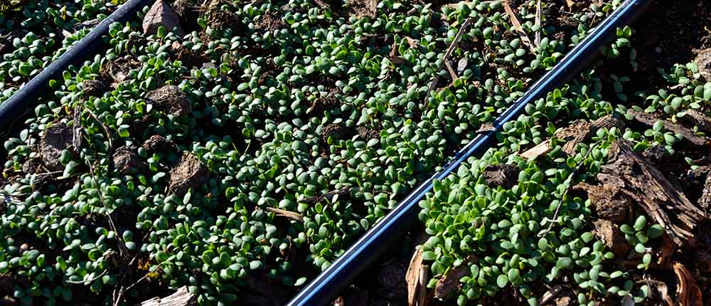 Cover Up Mix cover crop seedlings.