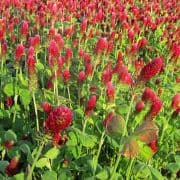 Crimson Clover Cover Crops