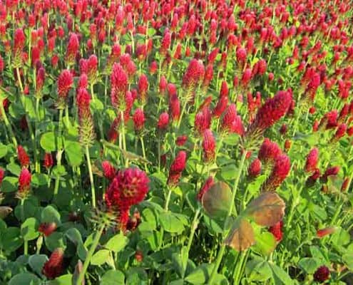 Crimson Clover Cover Crops