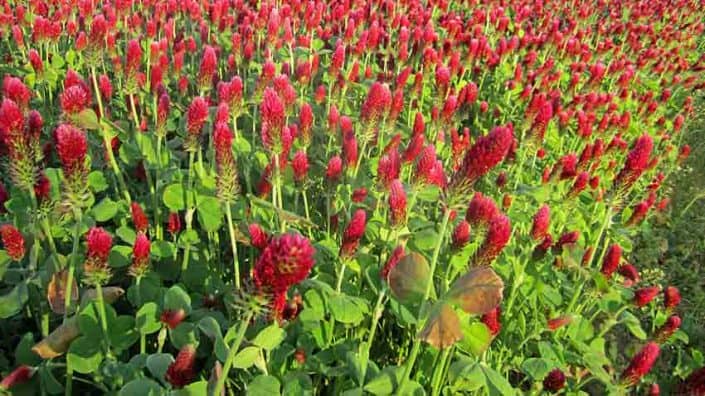 A field of red flowers with green leaves.