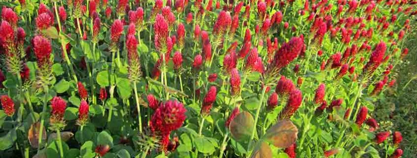 Crimson Clover Cover Crops