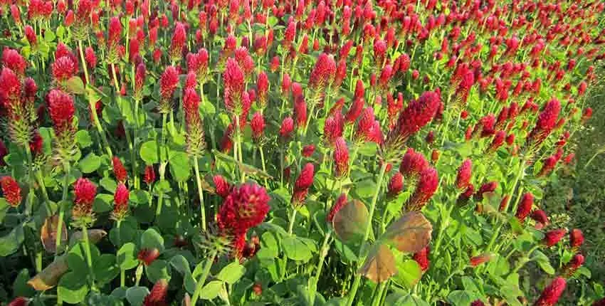 A field of red flowers with green leaves.