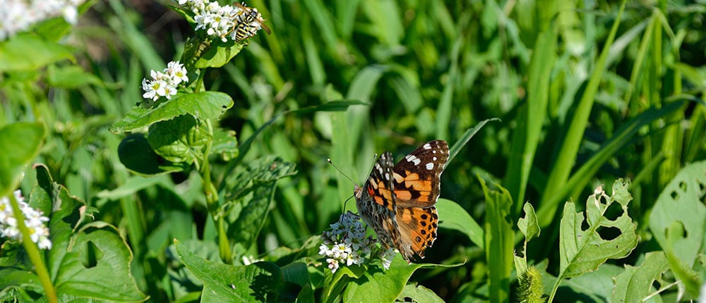 Two Pollinators on Garden Cover Up Mix cover crop