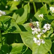 A bee on a flower in the middle of green leaves.