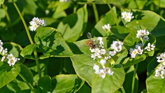 A bee on a flower in the middle of green leaves.