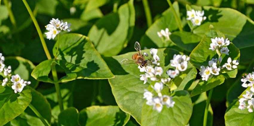 A bee on a flower in the middle of green leaves.