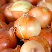A close up of onions in the middle of a pile