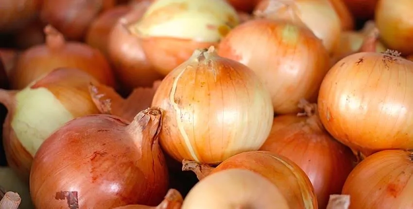 A close up of onions in the middle of a pile