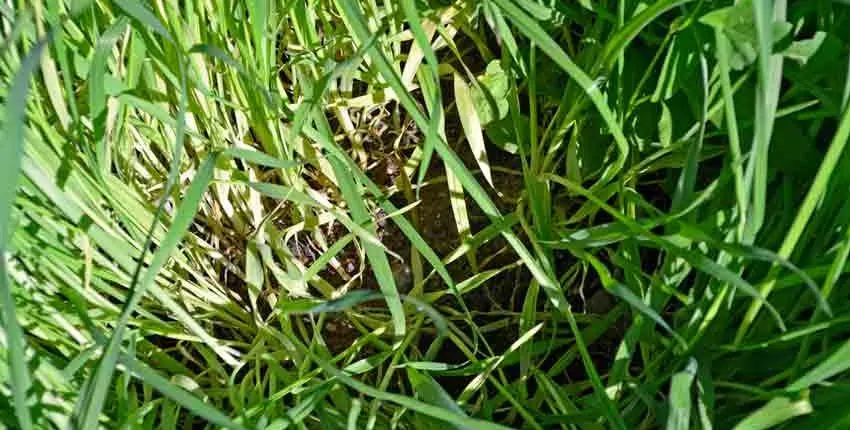 A close up of some grass in the sun