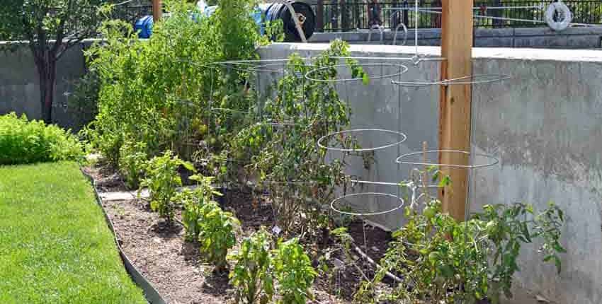 A garden with many plants and bushes