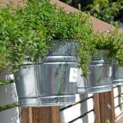 A row of metal buckets with plants growing in them.