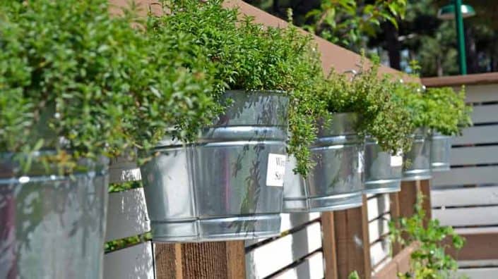 A row of metal buckets with plants growing in them.