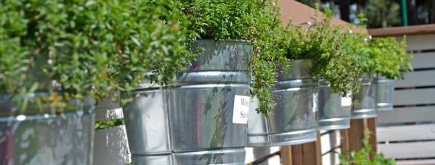 A row of metal buckets with plants growing in them.