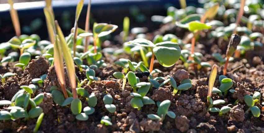 A close up of some plants growing in the dirt.