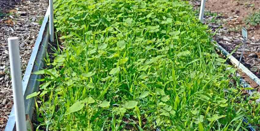 A green plant is growing in the ground.