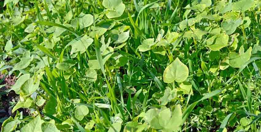 A green plant is growing in the ground.