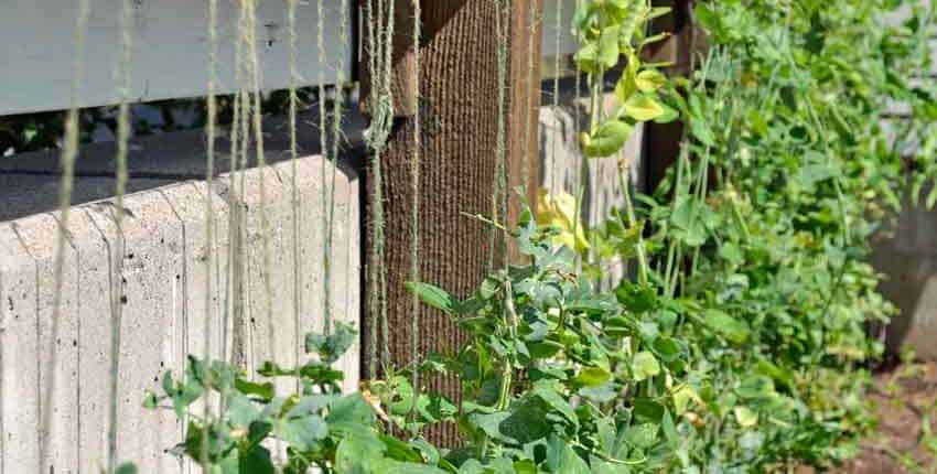 A fence with vines growing on it and plants in the background.