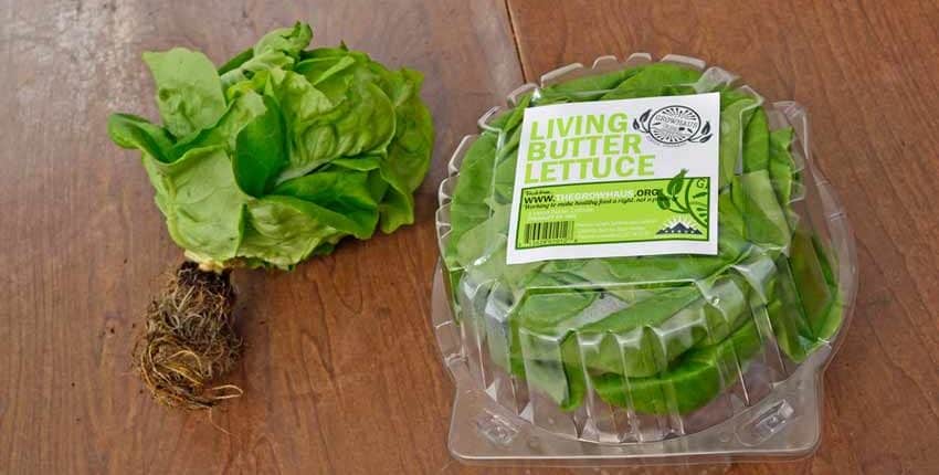 Aquaponics Butter Lettuce