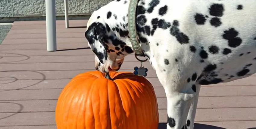 A dalmatian dog sniffs at the top of a pumpkin.