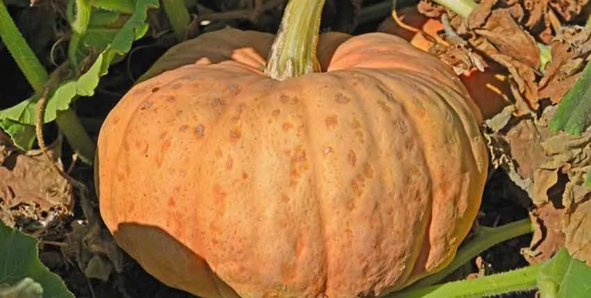 A pumpkin is sitting on the ground in a garden.