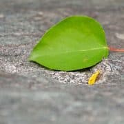 A green leaf laying on the ground next to a cigarette.