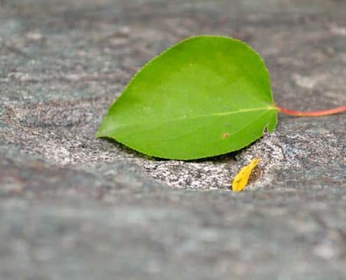 A green leaf laying on the ground next to a cigarette.